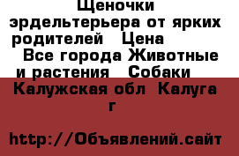 Щеночки эрдельтерьера от ярких родителей › Цена ­ 25 000 - Все города Животные и растения » Собаки   . Калужская обл.,Калуга г.